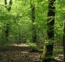 Proposta di istituzione di un Consorzio Forestale del Parco del Ticino