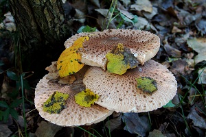 Due corsi per la raccolta funghi
