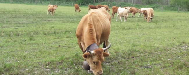 Avviso pubblico per la vendita di vitelli di razza bovina varzese