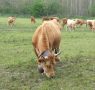 Avviso pubblico per la vendita di vitelli di razza bovina varzese