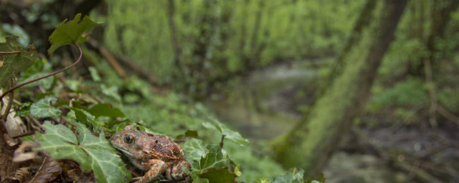 Dal Pelobate fosco al Tritone, l’erpetofauna del Parco del Ticino: riconoscimento e monitoraggio