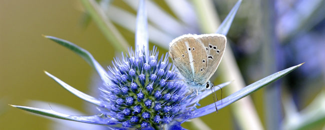 Atlante delle farfalle del Parco del Ticino: workshop