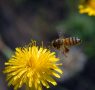 Biodiversità: ricchezza di vita dal fiume al bosco, dai prati alle…api