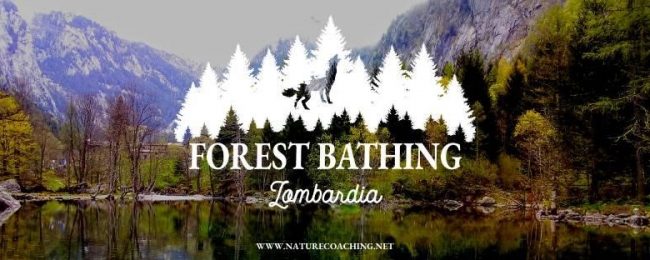 Forest bathing Lombardia – bagno di bosco