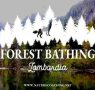 Forest bathing Lombardia – bagno di bosco