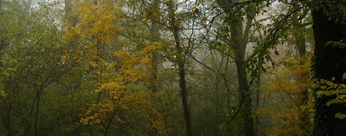 Riserva La Fagiana: al via la riqualificazione forestale