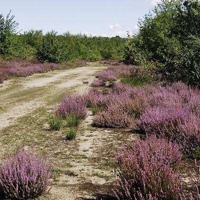 Video convegno “La Brughiera di Malpensa e Lonate Pozzolo”