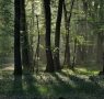 Azioni per il clima: progetto “Foreste”