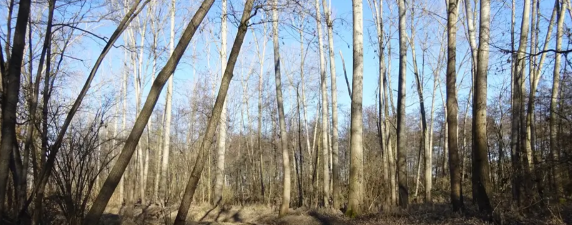 Oasi del Vignolo, messa in sicurezza del sentiero