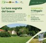 La luce segreta del bosco