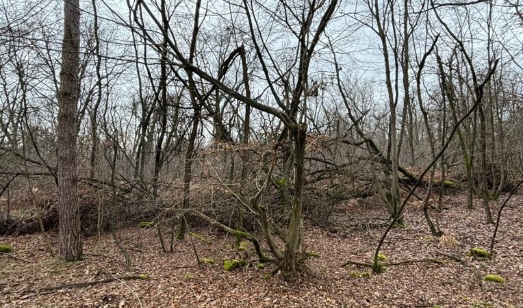 Lavori forestali in Fagiana -inverno 2025-2026