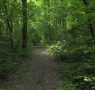 Forest bathing