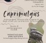 Caprimulgus