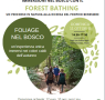 Forest bathing: folliage nel bosco