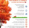 Fra alberi e parole: se fossi una formica